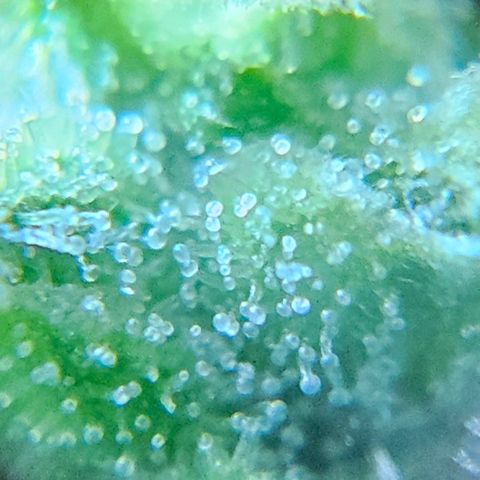Gelato OG Auto #1 growlog timeline photo