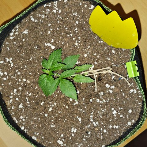 Amnesia Haze Auto #2 growlog timeline photo