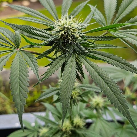 Bag Seed #1 growlog timeline photo