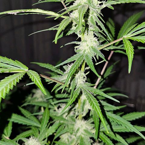 Gelato OG Auto #1 growlog timeline photo