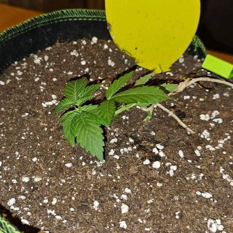 Amnesia Haze Auto #2 growlog timeline photo