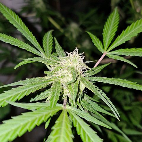 Gelato OG Auto #1 growlog timeline photo