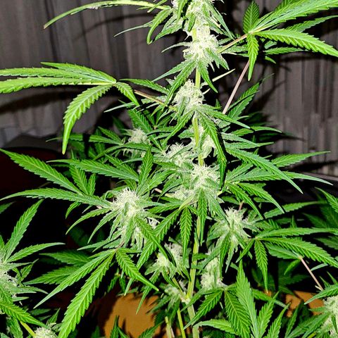 Gelato OG Auto #1 growlog timeline photo