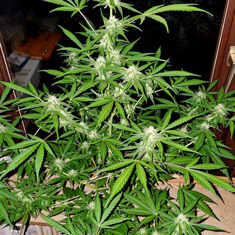 Gelato OG Auto #1 growlog timeline photo