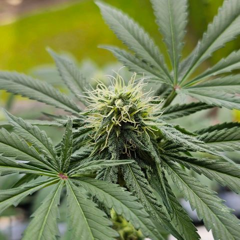 Bag Seed #1 growlog timeline photo