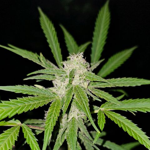 Gelato OG Auto #1 growlog timeline photo