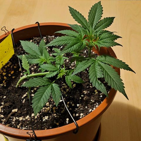Lemon Auto #5 growlog timeline photo