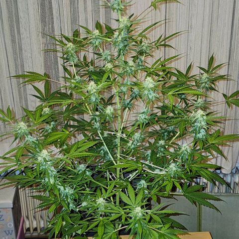 Gelato OG Auto #1 growlog timeline photo
