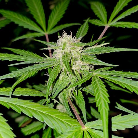 Gelato OG Auto #1 growlog timeline photo
