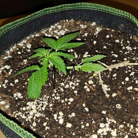 Amnesia Haze Auto #2 growlog timeline photo