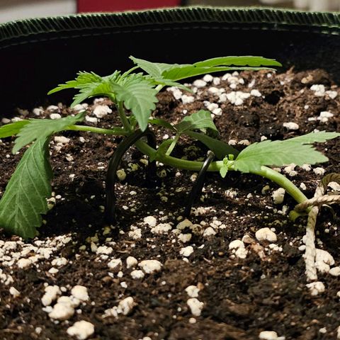 Amnesia Haze Auto #2 growlog timeline photo