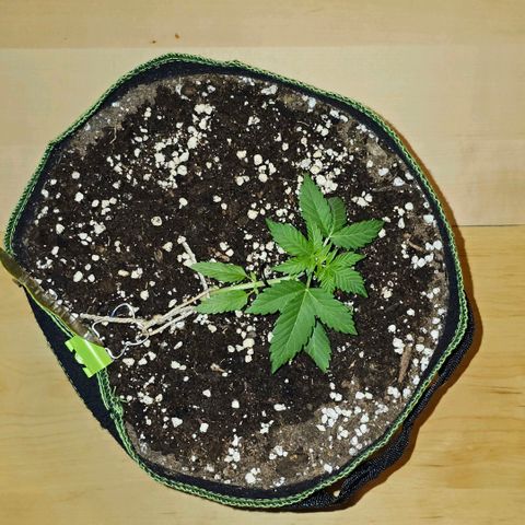 Amnesia Haze Auto #2 growlog timeline photo