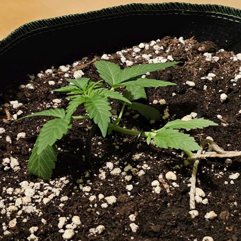 Amnesia Haze Auto #2 growlog timeline photo