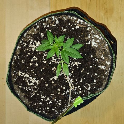 Amnesia Haze Auto #2 growlog timeline photo