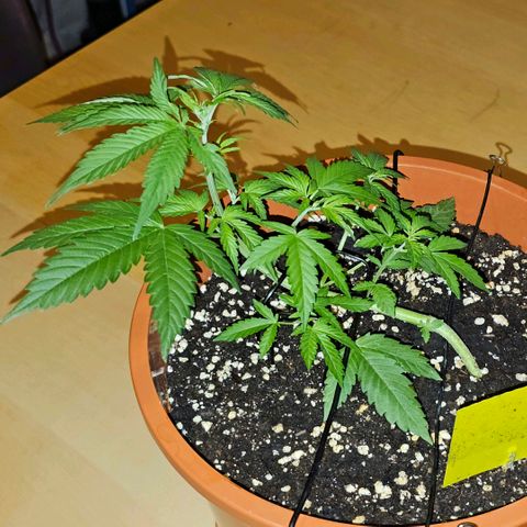 Lemon Auto #5 growlog timeline photo