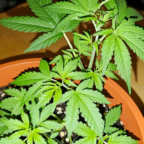 Lemon Auto #5 growlog timeline photo