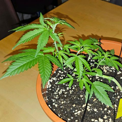 Lemon Auto #5 growlog timeline photo