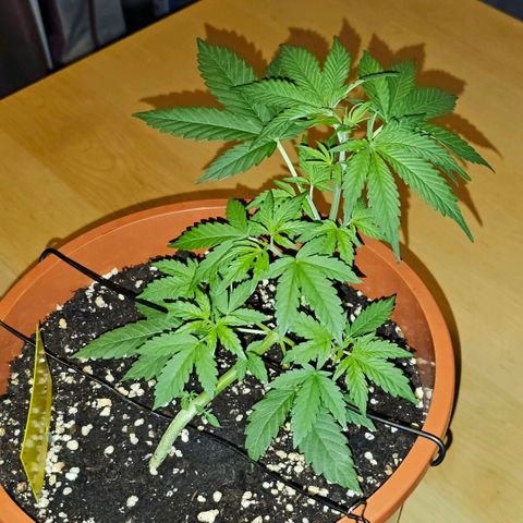 Lemon Auto #5 growlog timeline photo