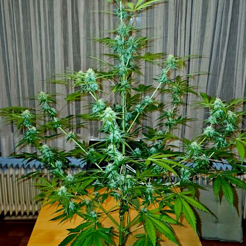Gelato OG Auto #1 growlog timeline photo