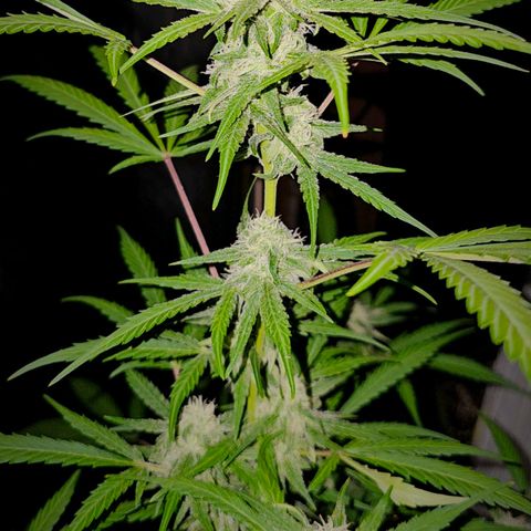 Gelato OG Auto #1 growlog timeline photo