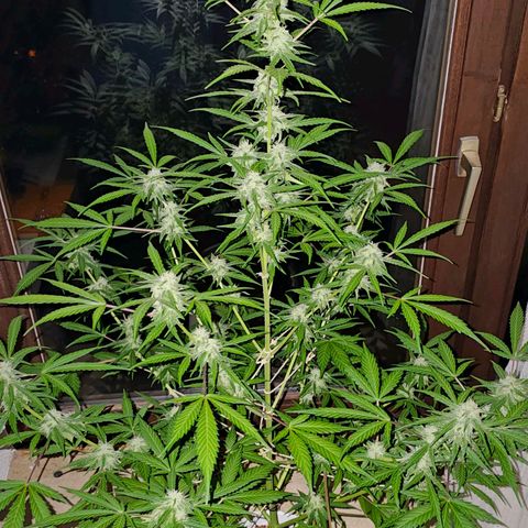 Gelato OG Auto #1 growlog timeline photo