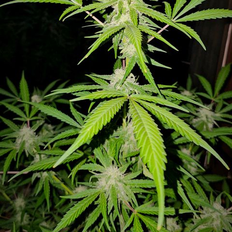 Gelato OG Auto #1 growlog timeline photo