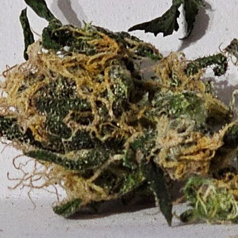 Bag Seed #1 growlog timeline photo