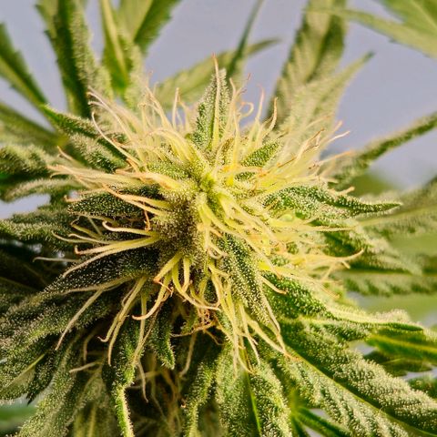 Bag Seed #1 growlog timeline photo