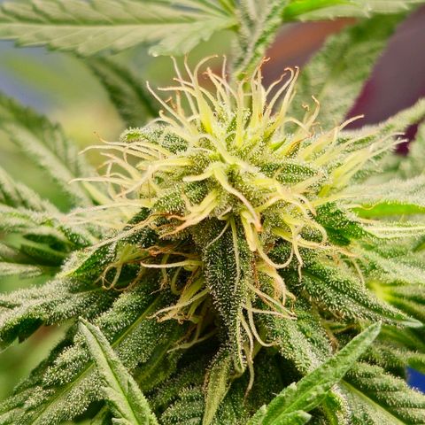 Bag Seed #1 growlog timeline photo