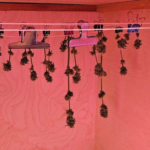 Bag Seed #1 growlog timeline photo
