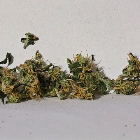 Bag Seed #1 growlog timeline photo