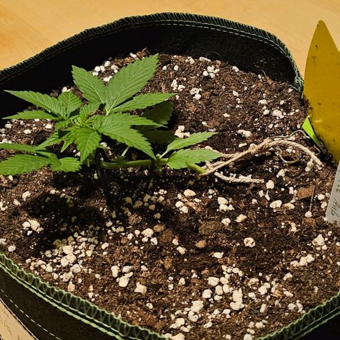 Amnesia Haze Auto #2 growlog timeline photo