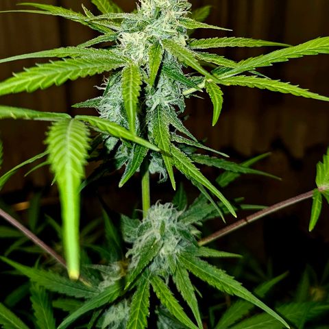 Gelato OG Auto #1 growlog timeline photo