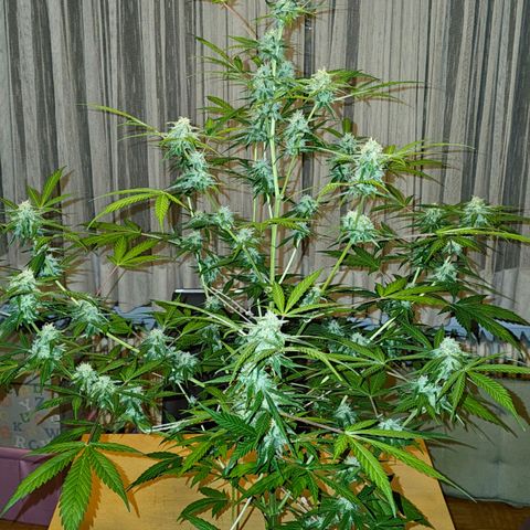 Gelato OG Auto #1 growlog timeline photo