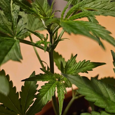 Lemon Auto #5 growlog timeline photo