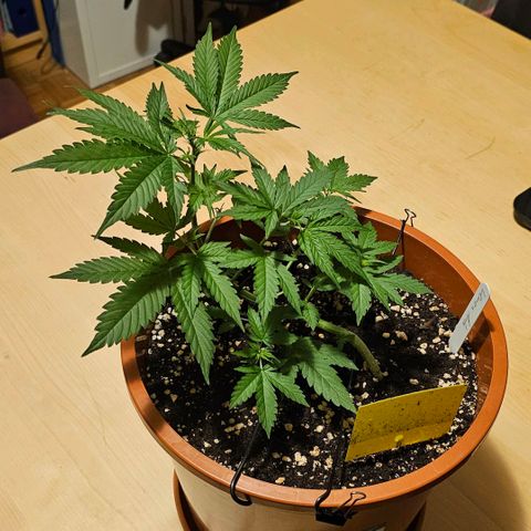 Lemon Auto #5 growlog timeline photo
