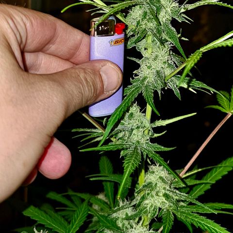 Gelato OG Auto #1 growlog timeline photo