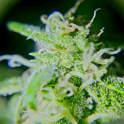 Gelato OG Auto #1 growlog timeline photo
