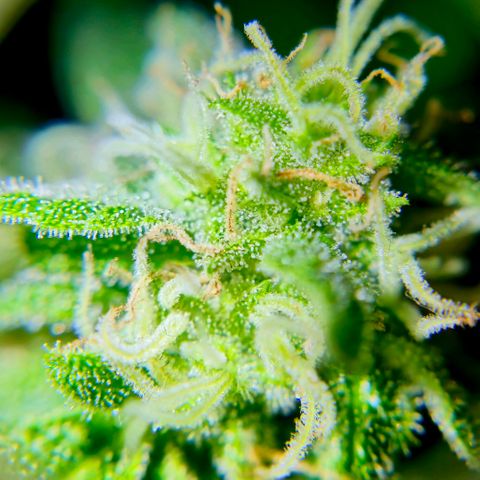 Gelato OG Auto #1 growlog timeline photo