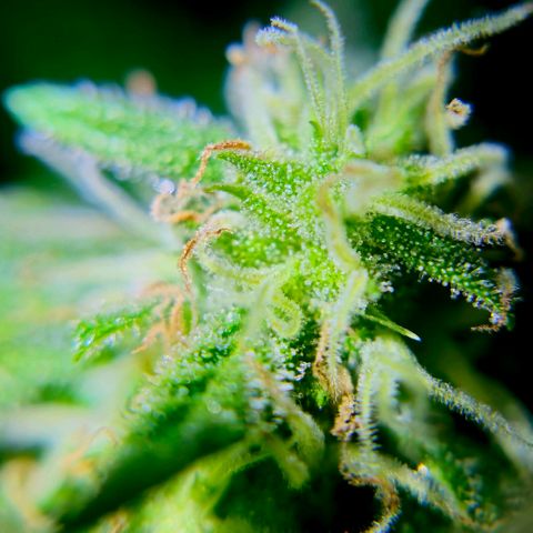 Gelato OG Auto #1 growlog timeline photo