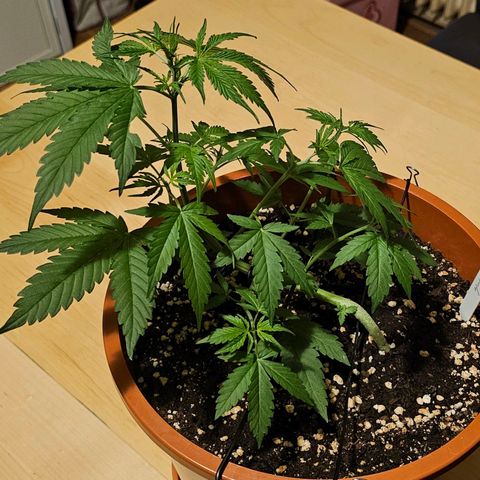 Lemon Auto #5 growlog timeline photo