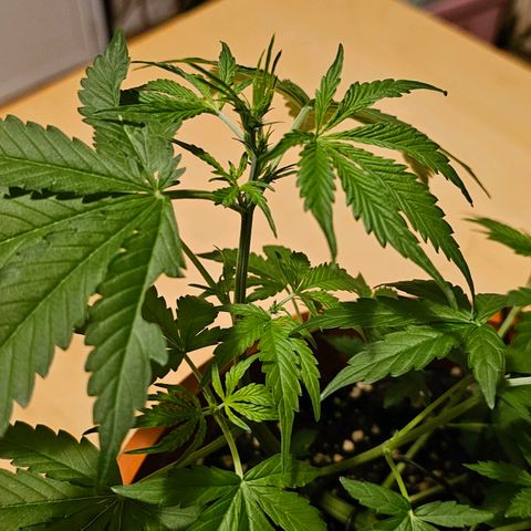 Lemon Auto #5 growlog timeline photo