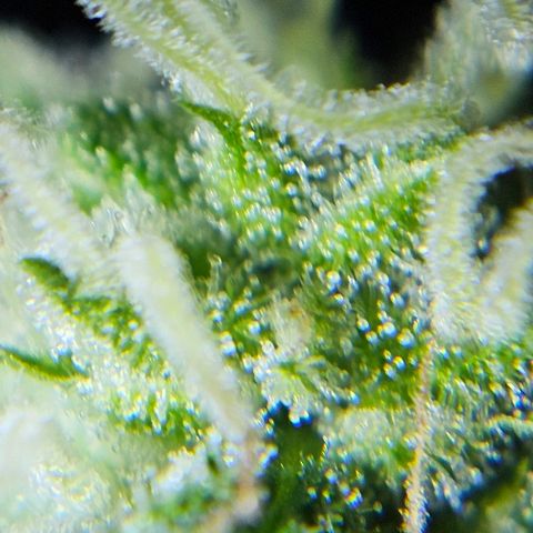 Gelato OG Auto #1 growlog timeline photo
