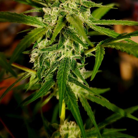 Gelato OG Auto #1 growlog timeline photo