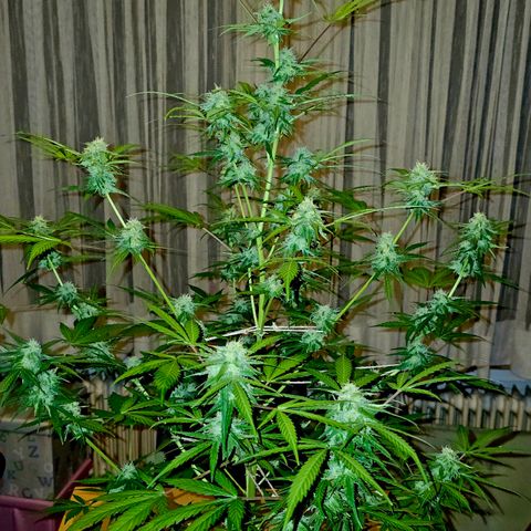 Gelato OG Auto #1 growlog timeline photo