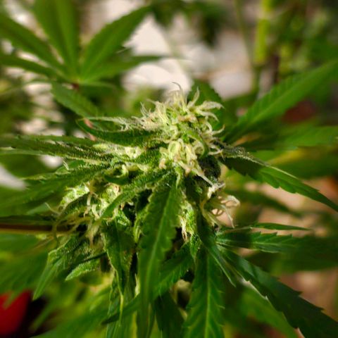 Gelato OG Auto #1 growlog timeline photo