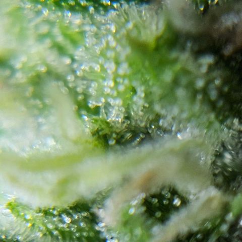 Gelato OG Auto #1 growlog timeline photo