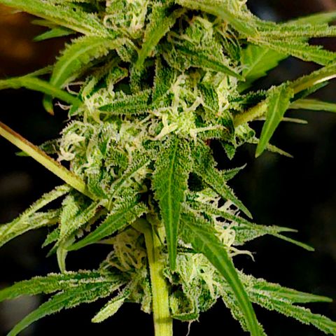 Gelato OG Auto #1 growlog timeline photo
