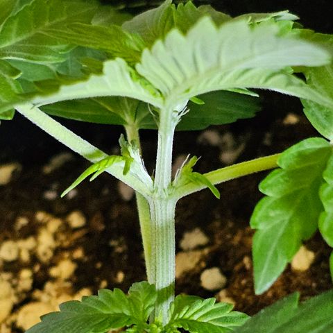 Amnesia Haze Auto #2 growlog photo: pistils already 