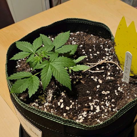 Amnesia Haze Auto #2 growlog timeline photo